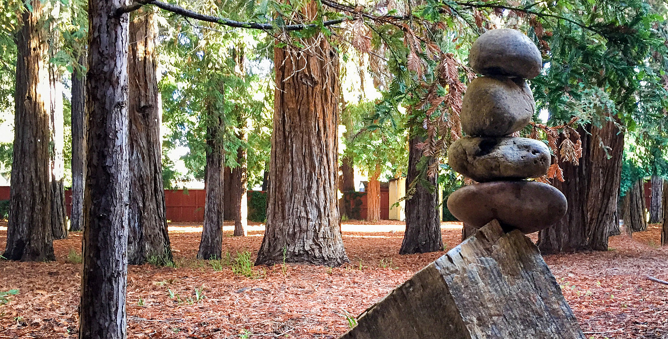 The Redwood Grove on the Upper School campus.