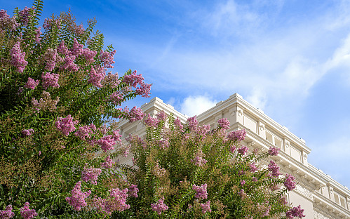 Stent Pink Flowering Trees